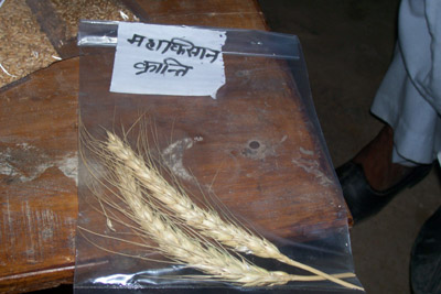 Improved varieties of wheat and mustard - Photo