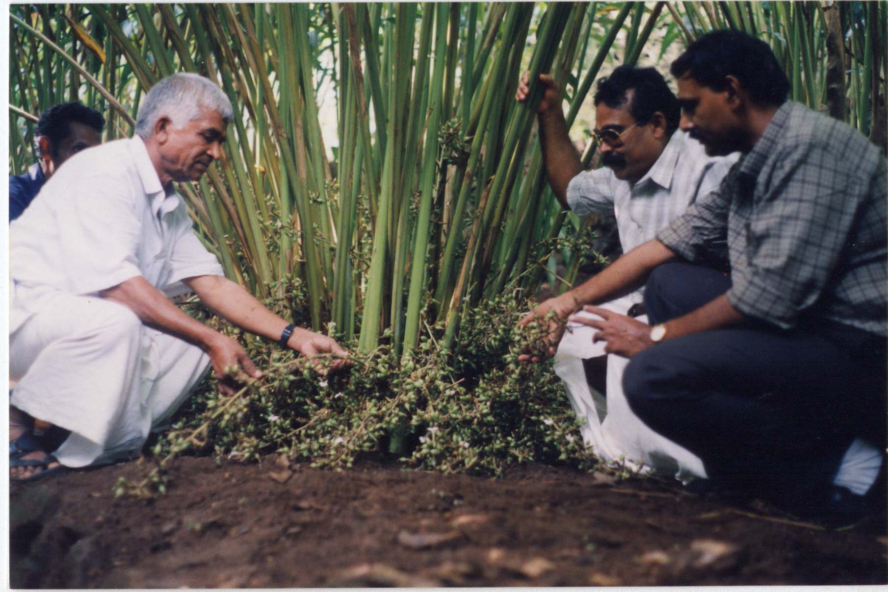 PNS VAIGAI Vazhukka - A New Cardamom Variety - Photo