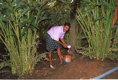 Wonder cardamom - Photo