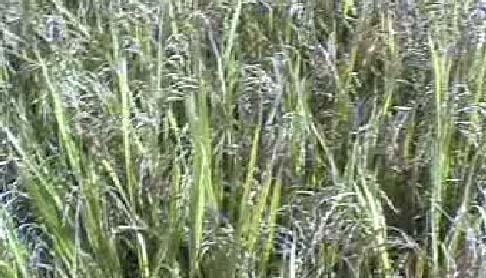 Image of Diffusion Jai Shri Ram paddy variety