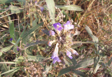 Image of Herbal medication for curing ephemeral fever in cattle