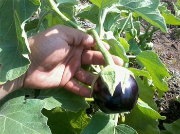 Image of HZKB-1 - Traditional brinjal variety