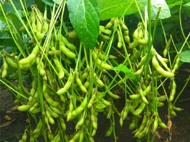 Image of Improved variety of Soybean: Pandrinath-1