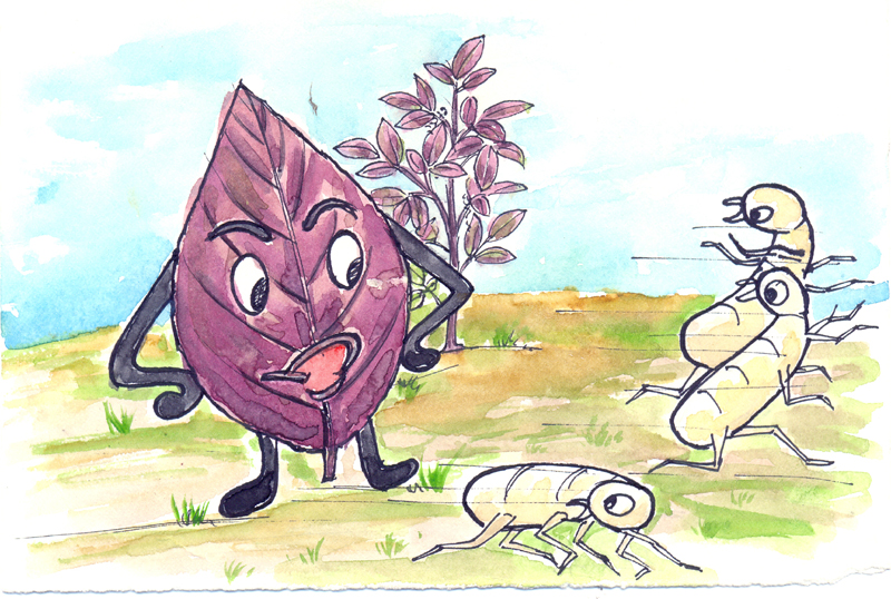 Image of Herbal practice for termite tick repelling