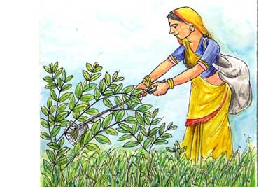 Machine to pluck Tendu leaves - Photo