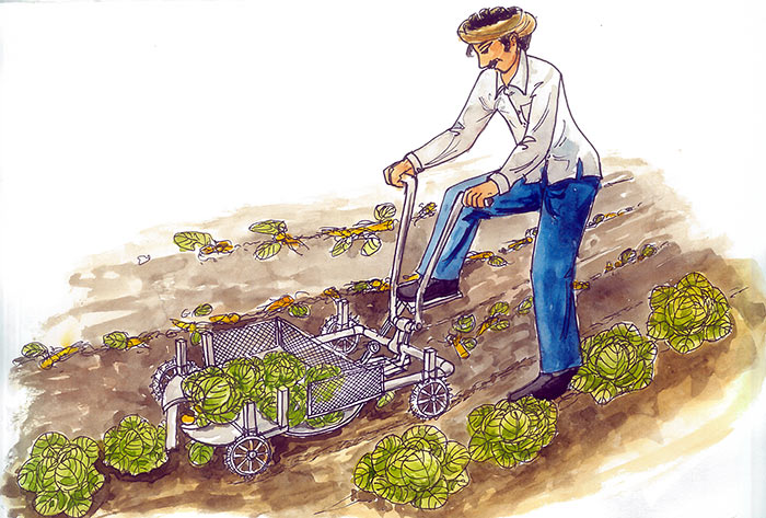 Image of Manual Cole crop harvester