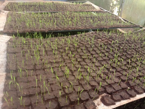 Image of Pelletisation for Paddy Cultivation 