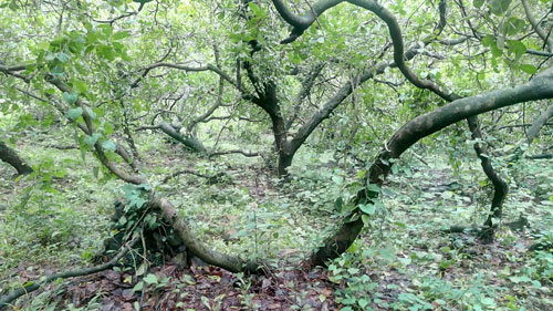 Image of Innovative Multiple Rooting Propagation Method for Cashew