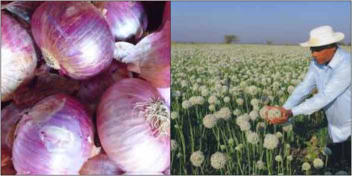Image of Sona-40: Improved Onion Variety