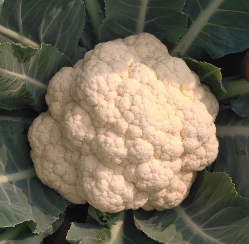 Image of Sonali-45: Improved Variety of Cauliflower