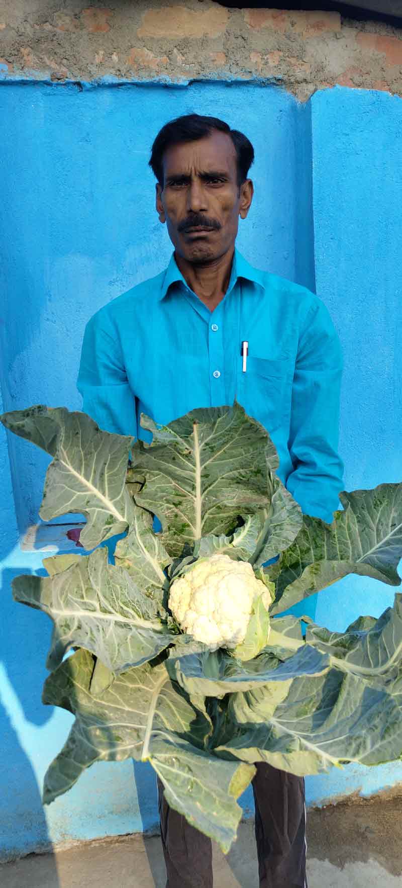 Image of Sonali-45: Improved Variety of Cauliflower