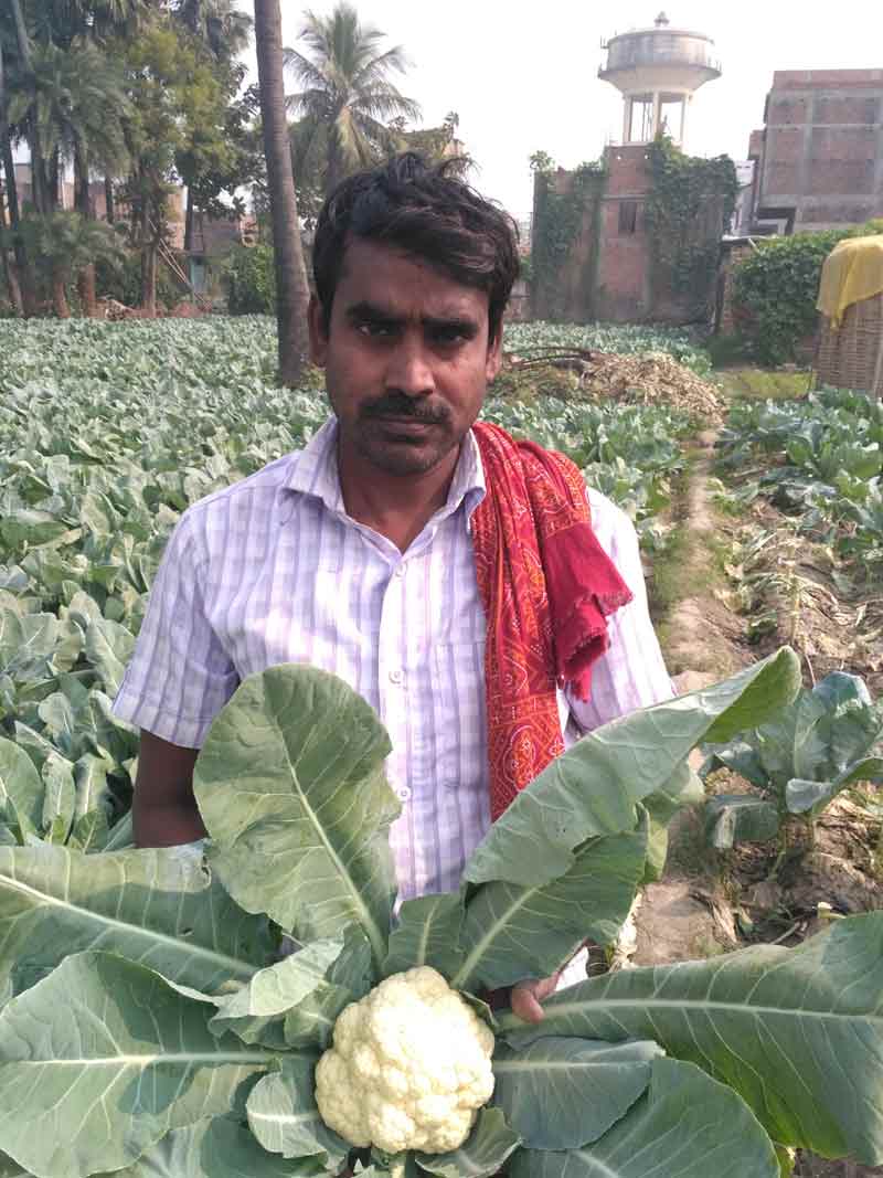Image of Sonali-45: Improved Variety of Cauliflower