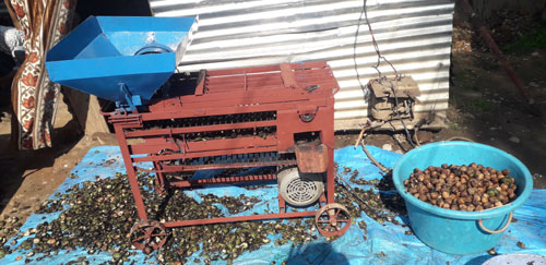 Image of Walnut Peeling Machine 