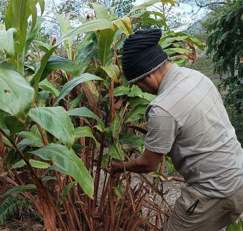 Image of Cardamom Pod Plucking and Pruning Tools