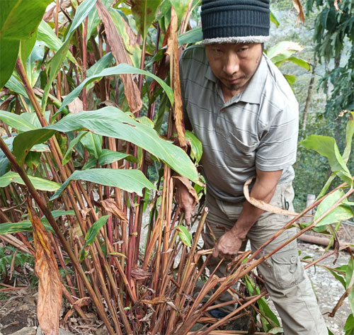 Image of Cardamom Pod Plucking and Pruning Tools